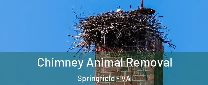Chimney Animal Removal Springfield - VA