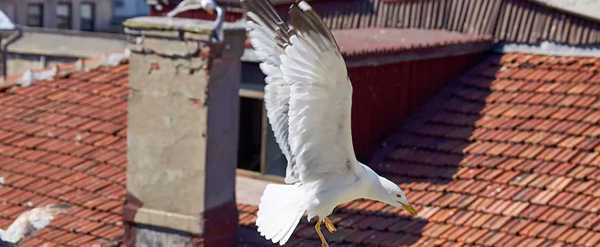 Residential Chimney Animal Removal Solution in Springfield, VA