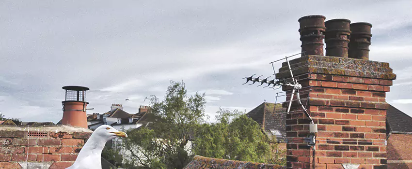 Chimney Cleaning And Restoration in Springfield, Virginia